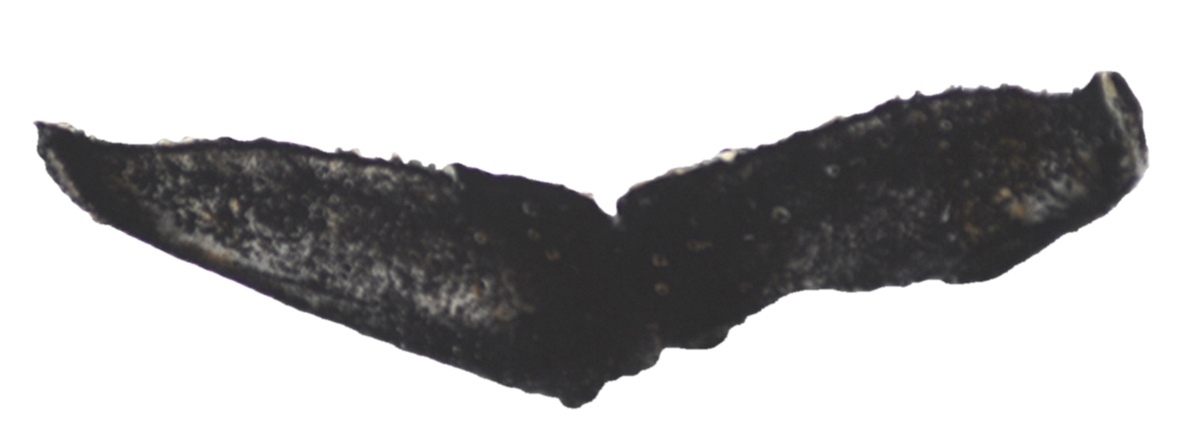 Fluke of ESPHW-CEQUA_ANT#0033
