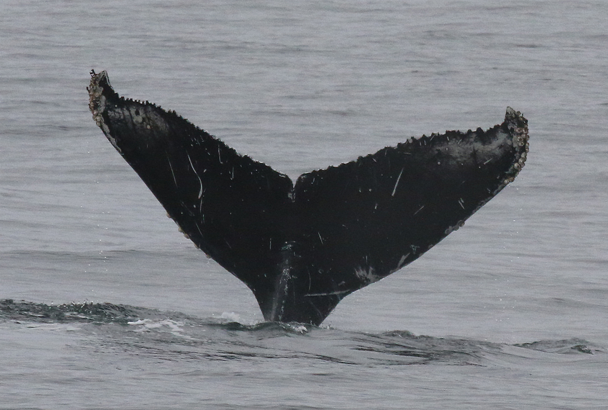 Fluke of CRC-17576
