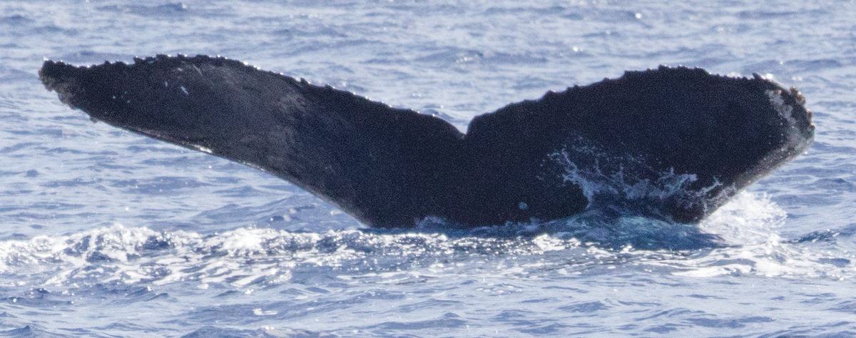 Fluke of CRC-15314