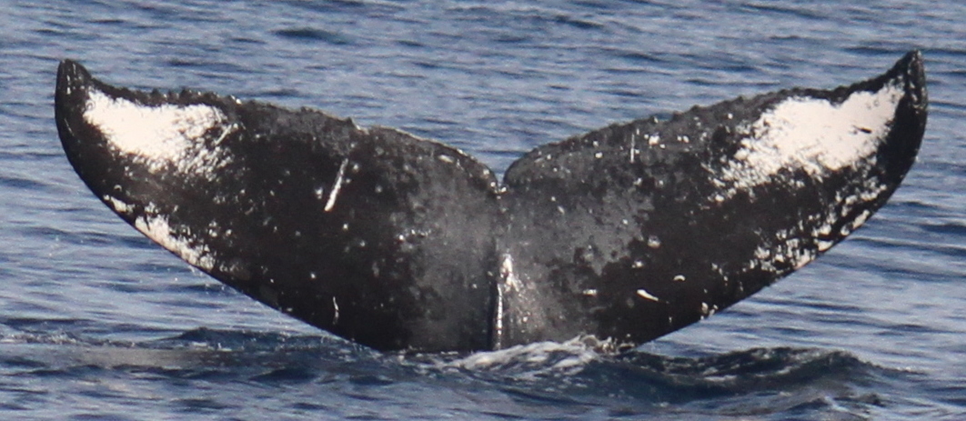 Fluke of HW-MN0441792