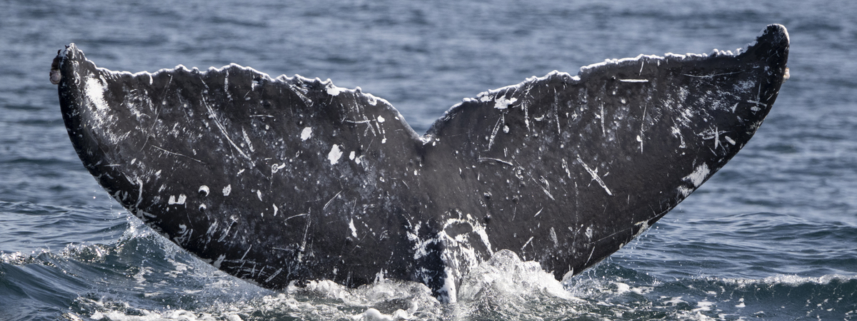 Fluke of CRC-20158