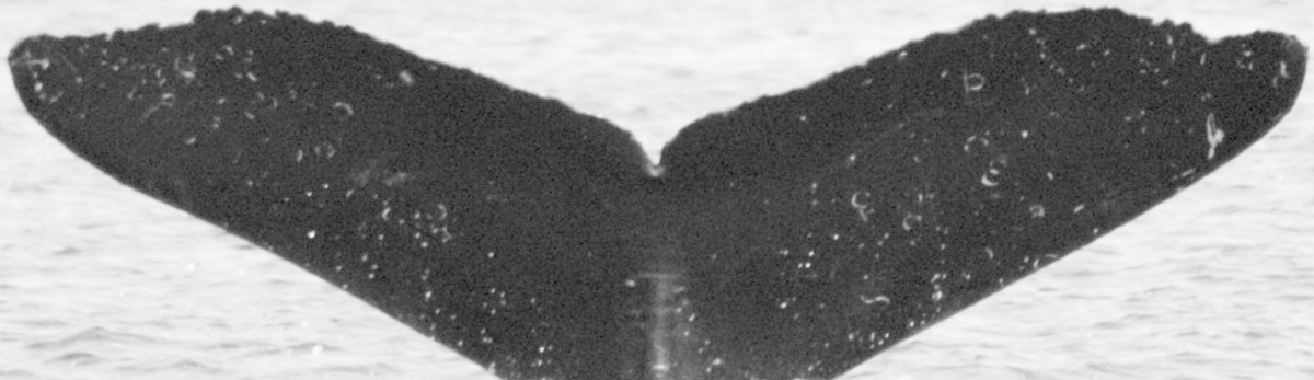 Fluke of HW-MN0441832