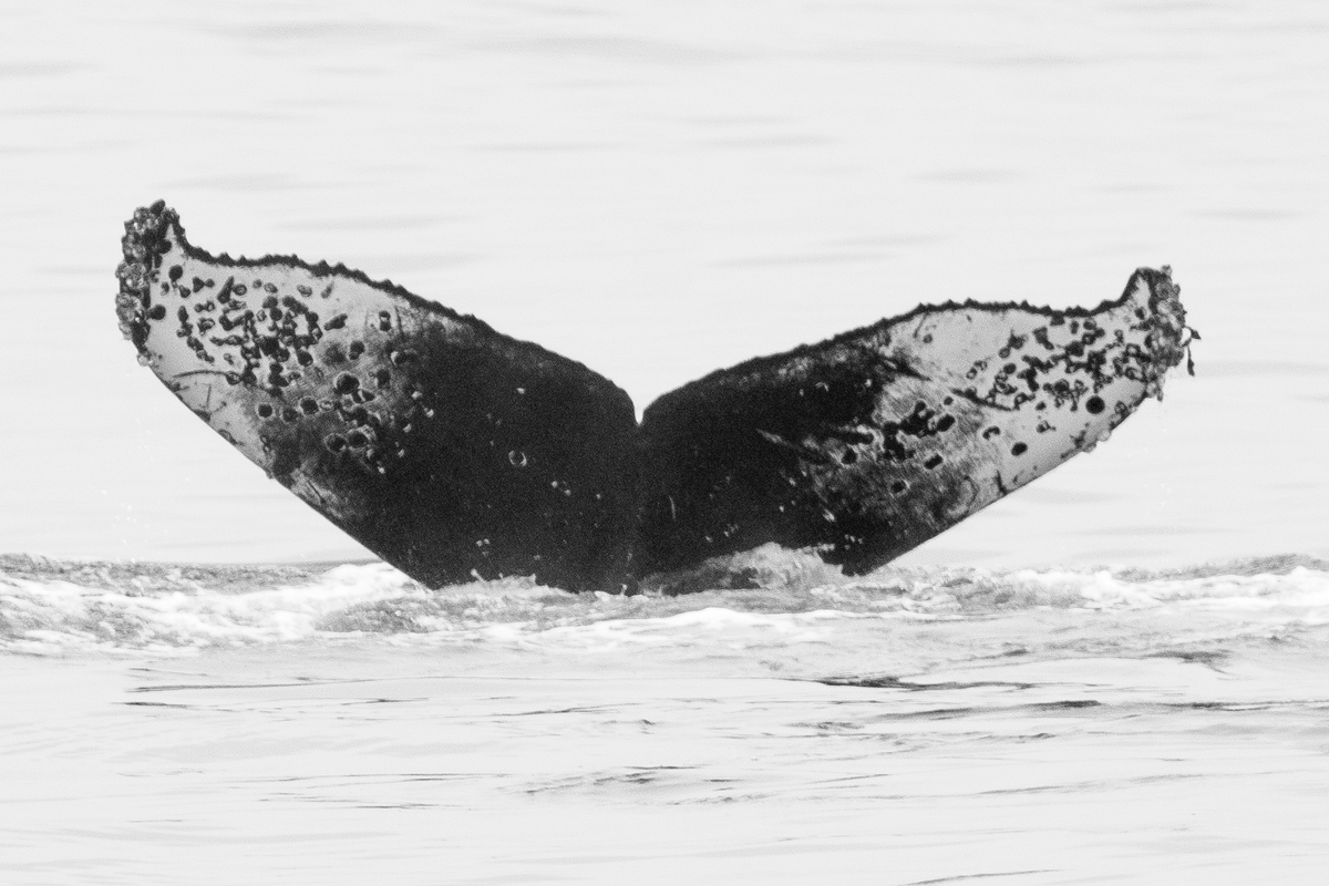 Fluke of CRC-16877