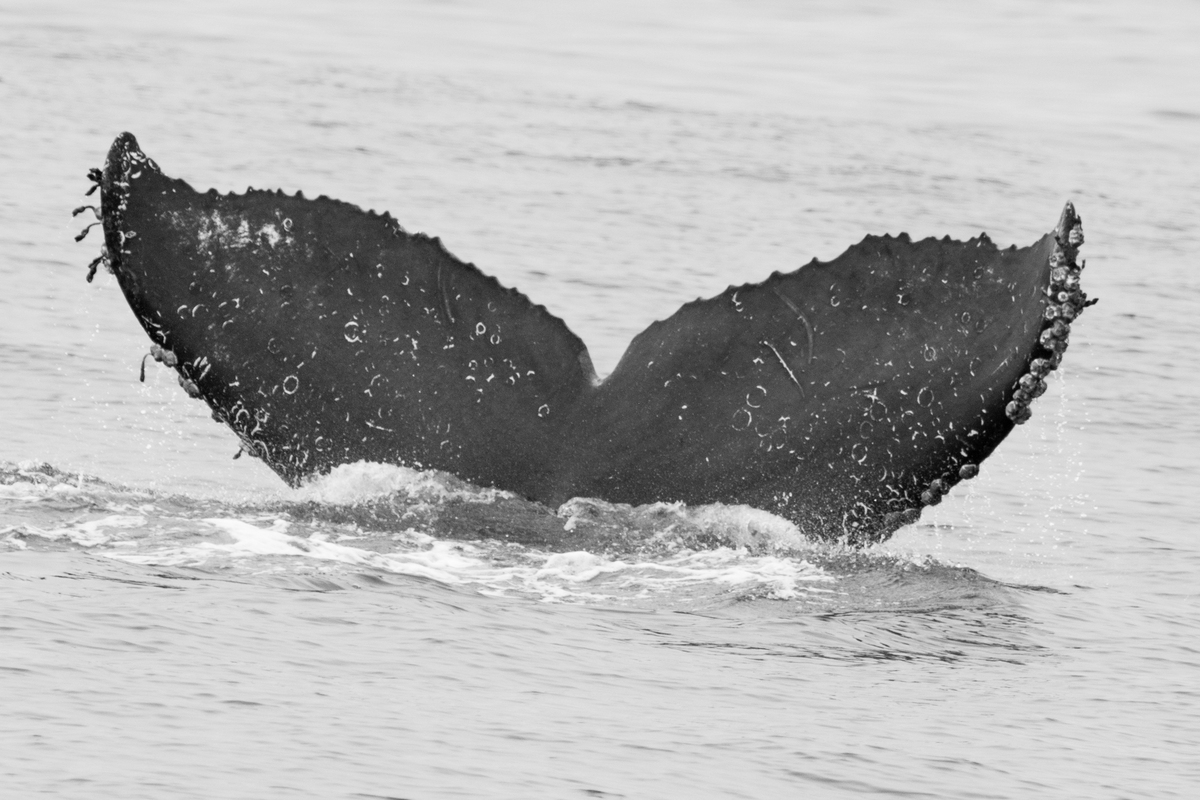 Fluke of CRC-16100