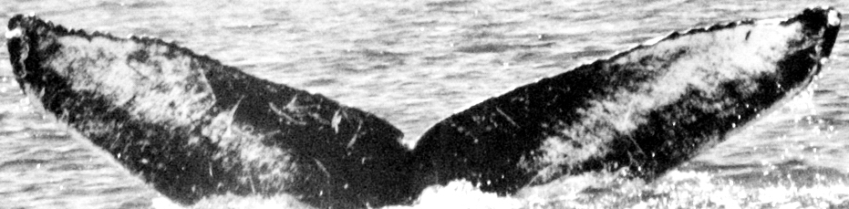 Fluke of HW-MN0441846