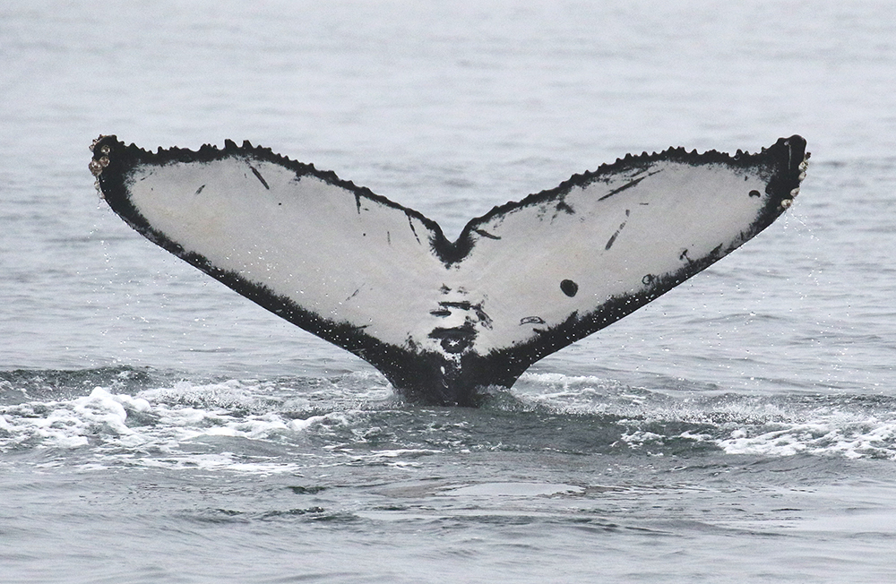 Fluke of CRC-17311