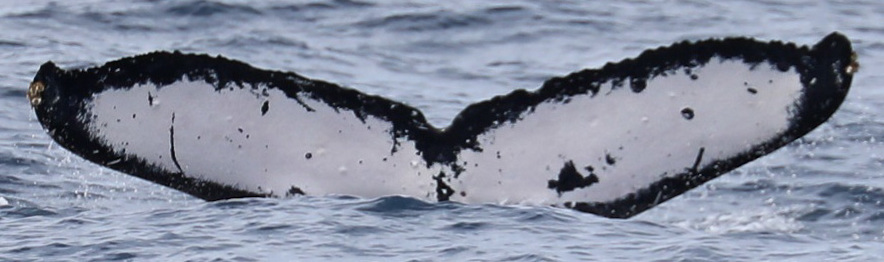 Fluke of HW-MN0441861