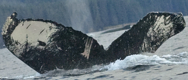 Fluke of Sasifrass (FS)
