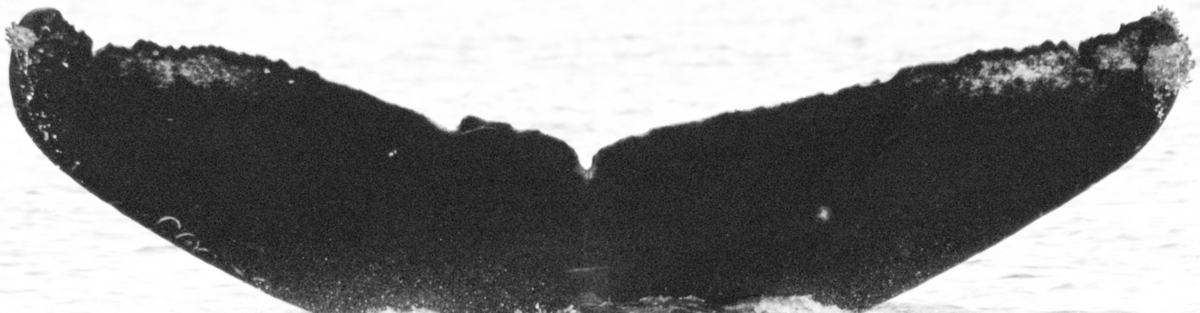 Fluke of BCX0542