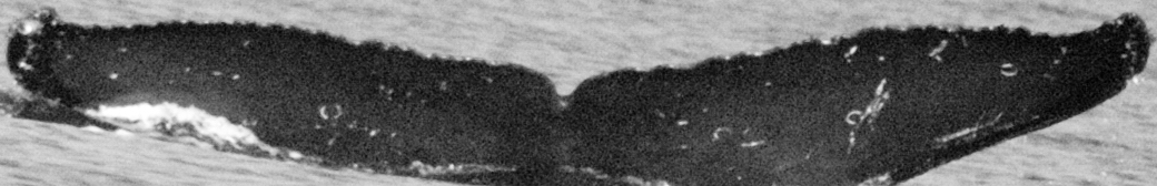 Fluke of SEAK-1115