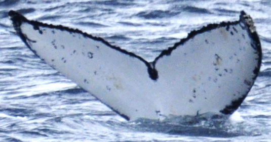 Fluke of Avalanche (Salish Sea)