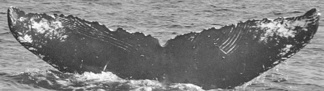 Fluke of HW-MN0441827