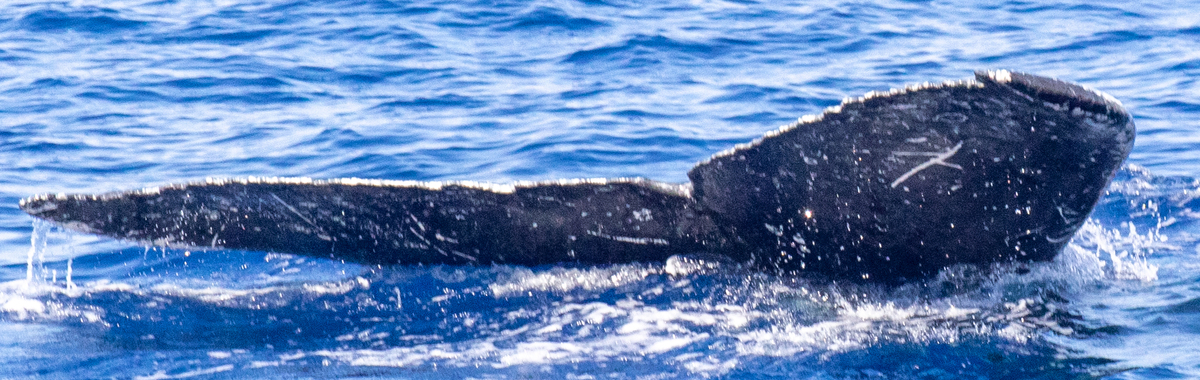 Fluke of HIHWNMS-2020-1-30_G03_A01