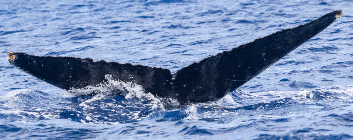 Fluke of HIHWNMS-2020-1-17_G03_A01