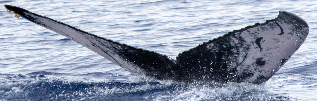 Fluke of HIHWNMS-2020-1-16_G01_A01