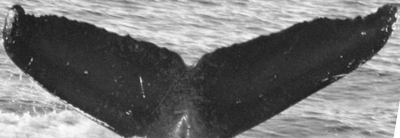 Fluke of HIHWNMS-2020-1-16_G04_A01