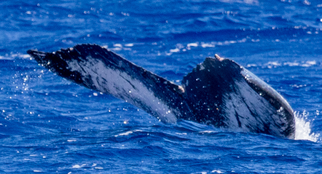 Fluke of HIHWNMS-2020-2-25_G04_A01