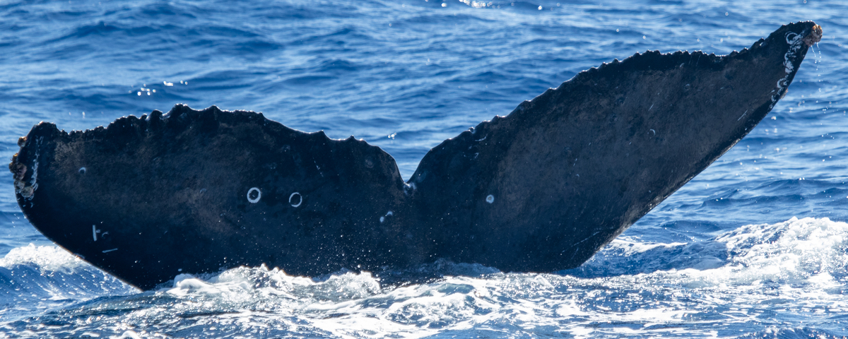 Fluke of BCX0865