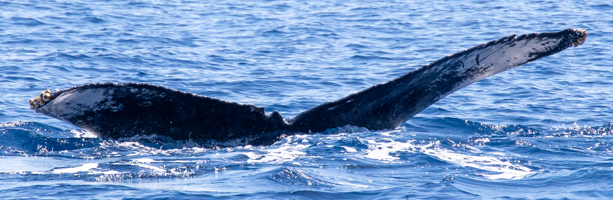 Fluke of HIHWNMS-2020-3-2_G09_A01