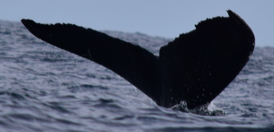 Fluke of CRC-13809
