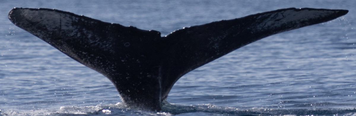 Fluke of CRC-13711