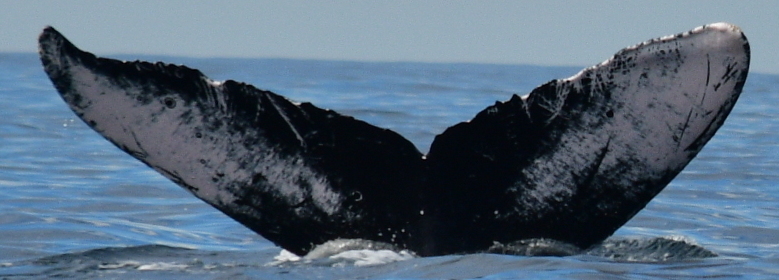 Fluke of CRC-10728