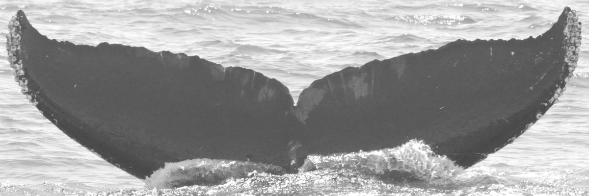 Fluke of CRC-10955