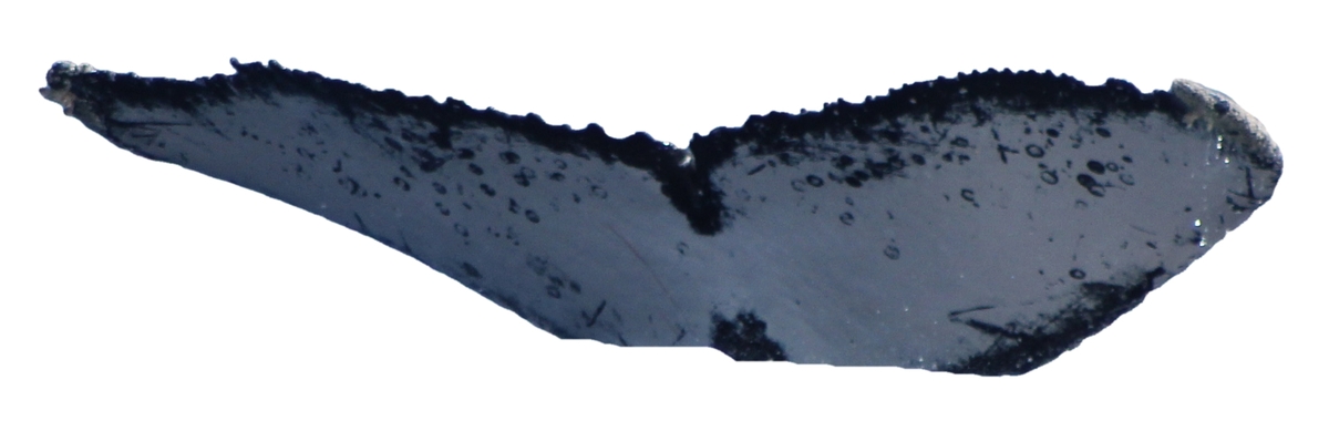 Fluke of Popcorn (Antarctica)