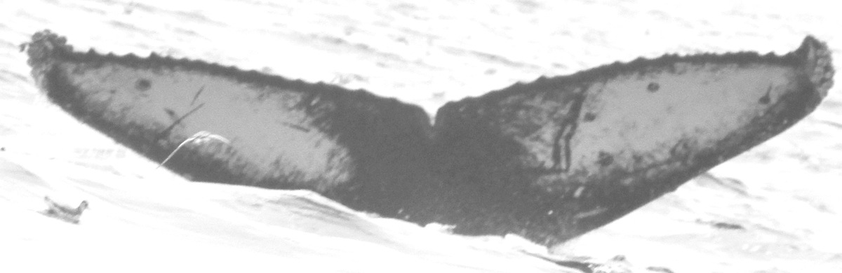 Fluke of CRC-12048