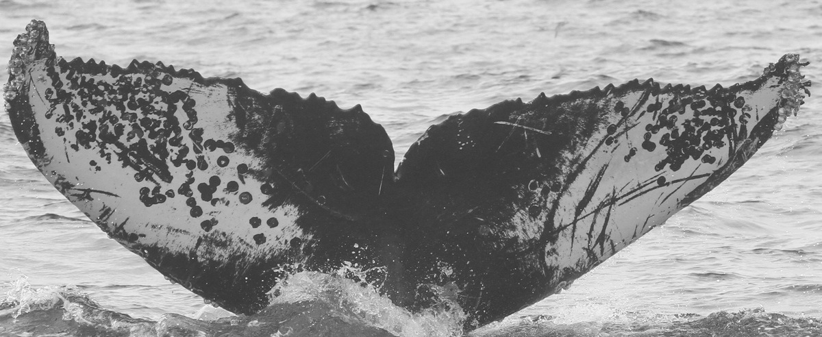 Fluke of CRC-11699