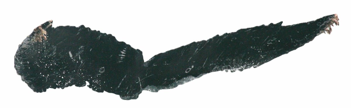 Fluke of ESPHW-MBS#1509