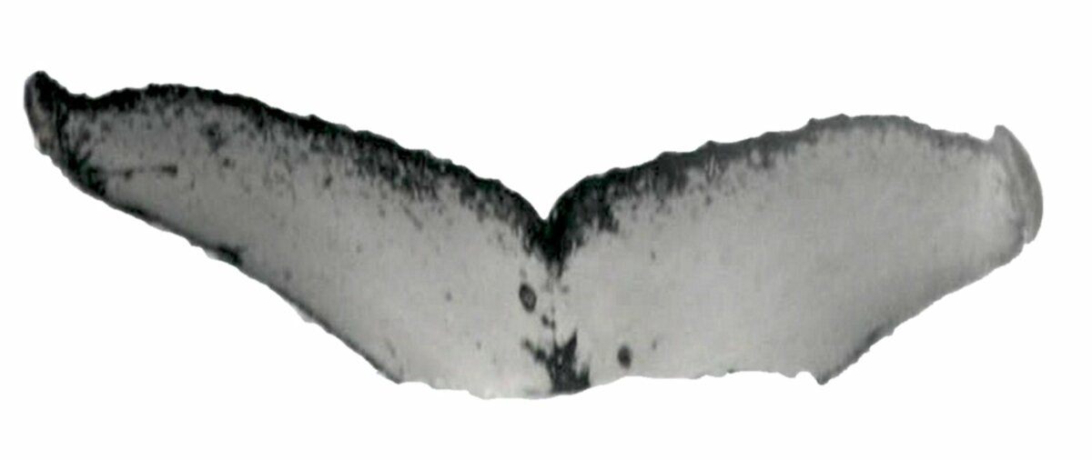 Fluke of ESPHW-MBS#0679