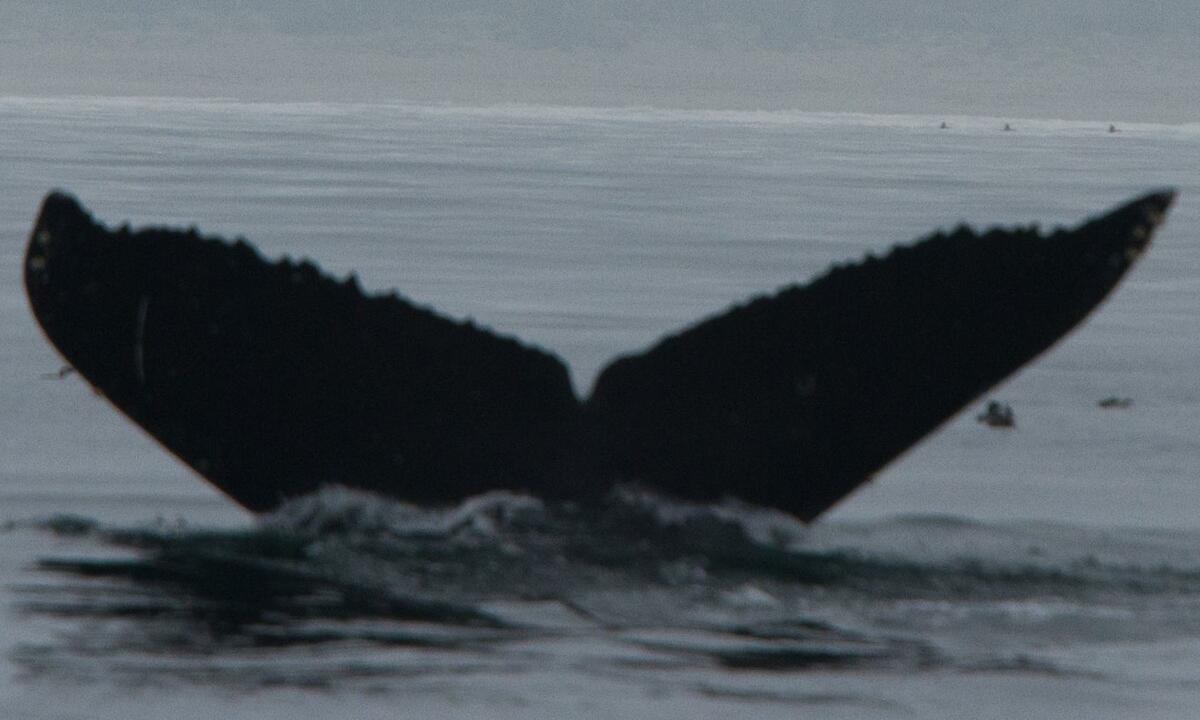 Fluke of CRC-15291