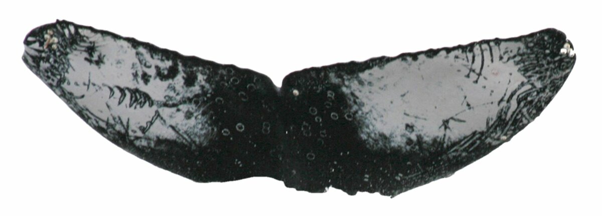 Fluke of ESPHW-MBS#1304