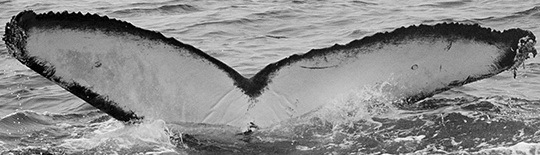 Fluke of CRC-15179
