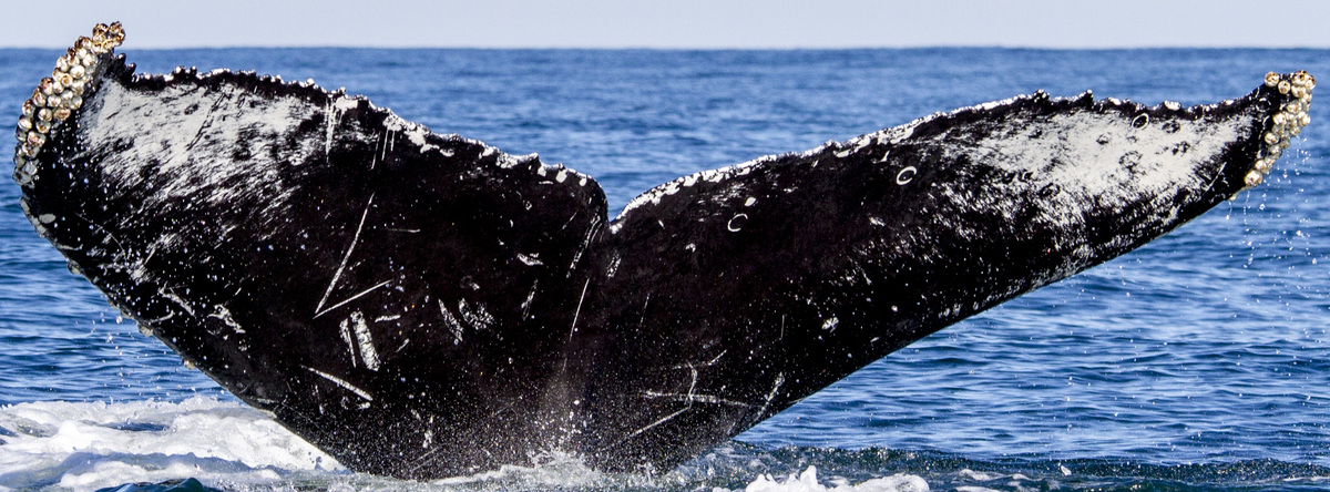 Fluke of Galileo (Salish Sea)