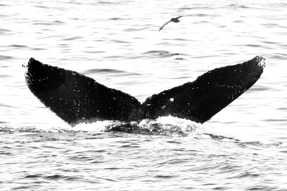 Fluke of Chingalin (Sayulita)