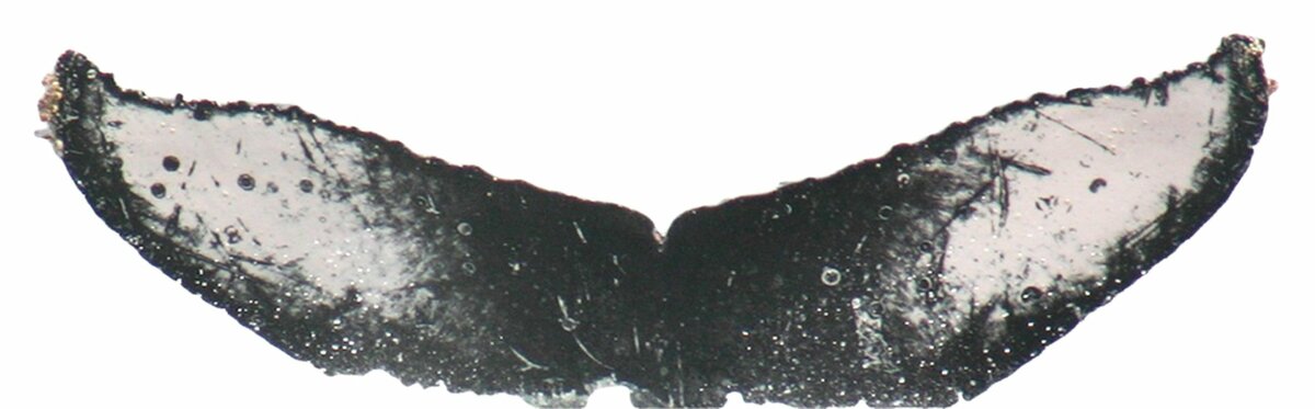 Fluke of ESPHW-MBS#1149