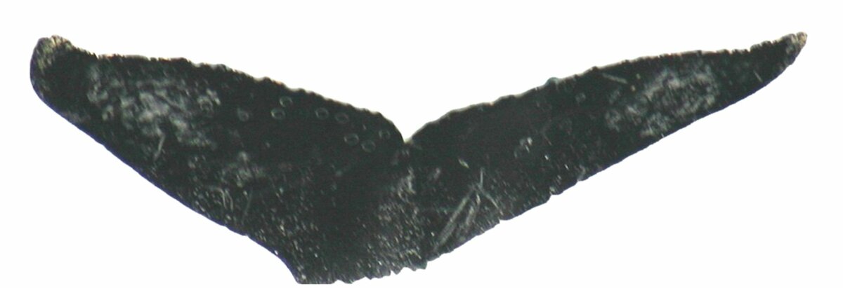 Fluke of ESPHW-MBS#1160