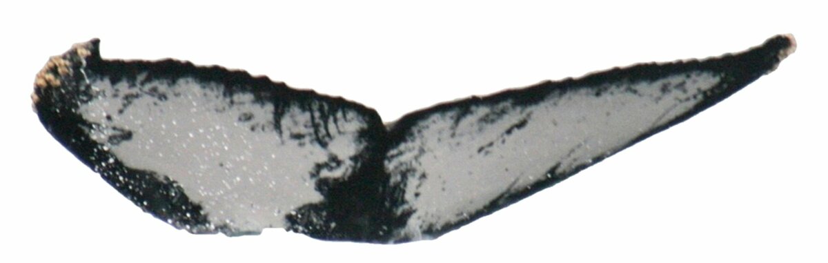 Fluke of ESPHW-MBS#1282