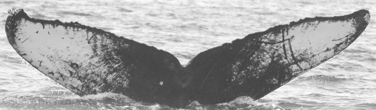 Fluke of CRC-16203