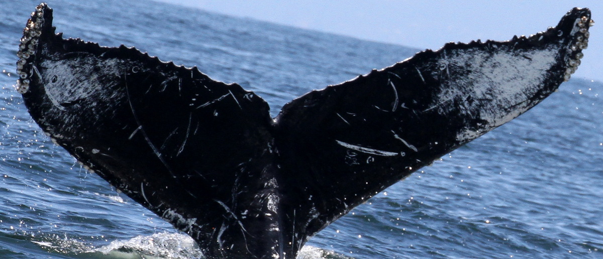 Fluke of CRC-15181