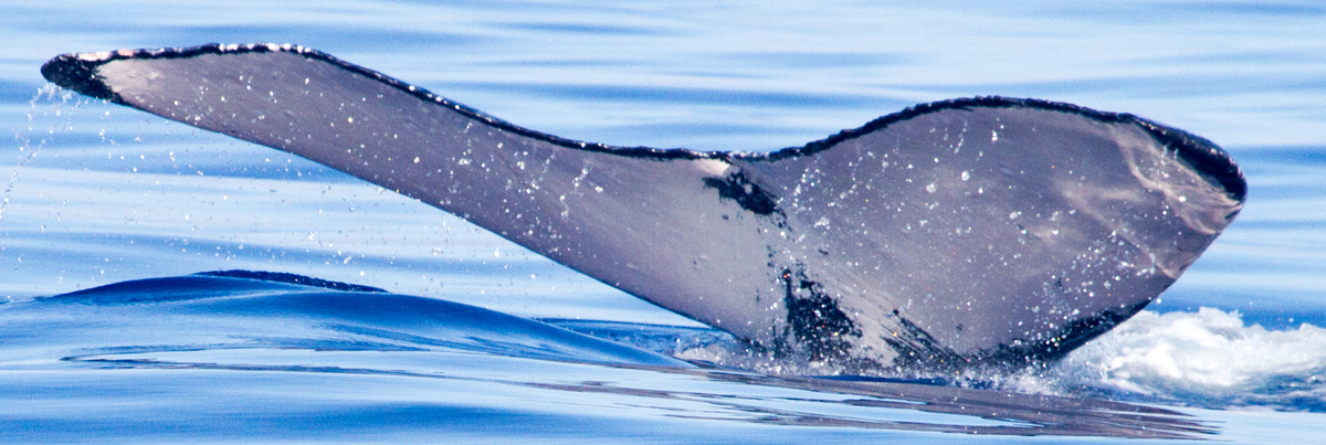 Fluke of HIHWNMS-2015-4-1_G1_A1