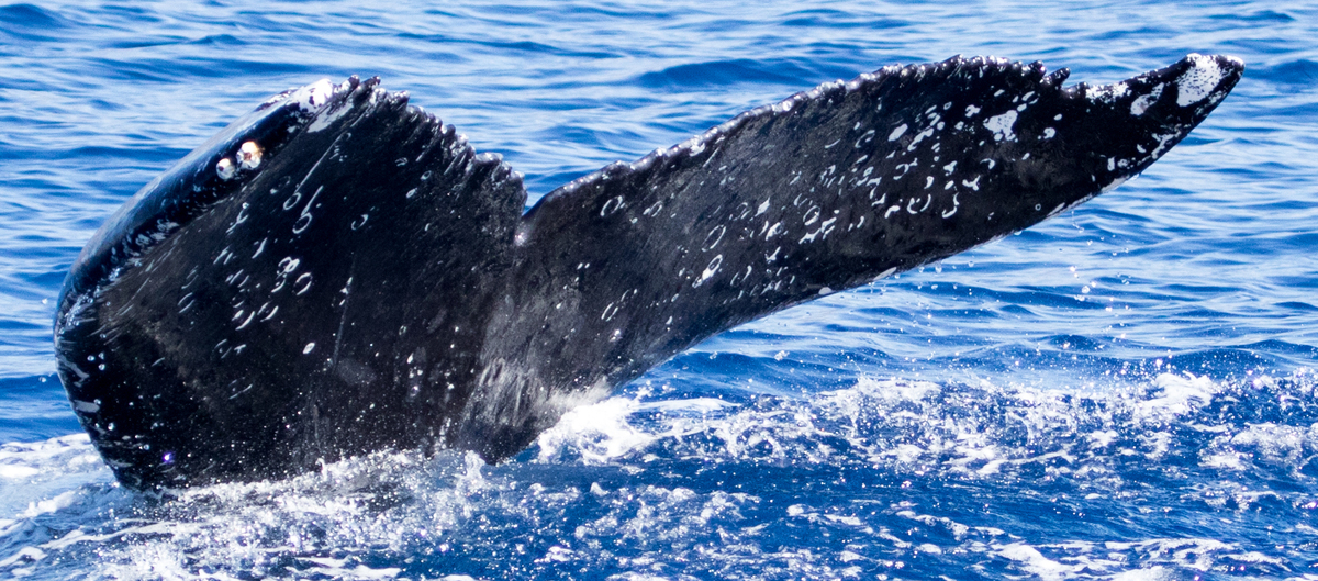 Fluke of HIHWNMS-2018-1-15_G06A02