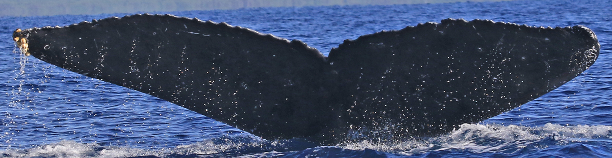 Fluke of Aurora (Northern BC)