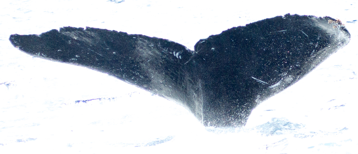 Fluke of HIHWNMS-2015-2-12_G4_A10