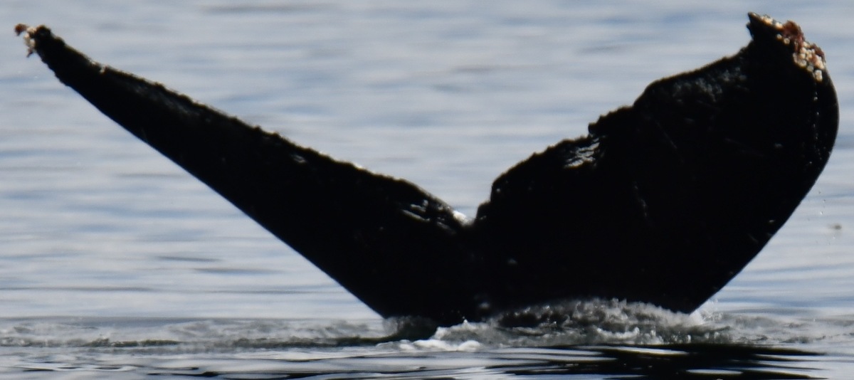 Fluke of Eumetopias (FS)