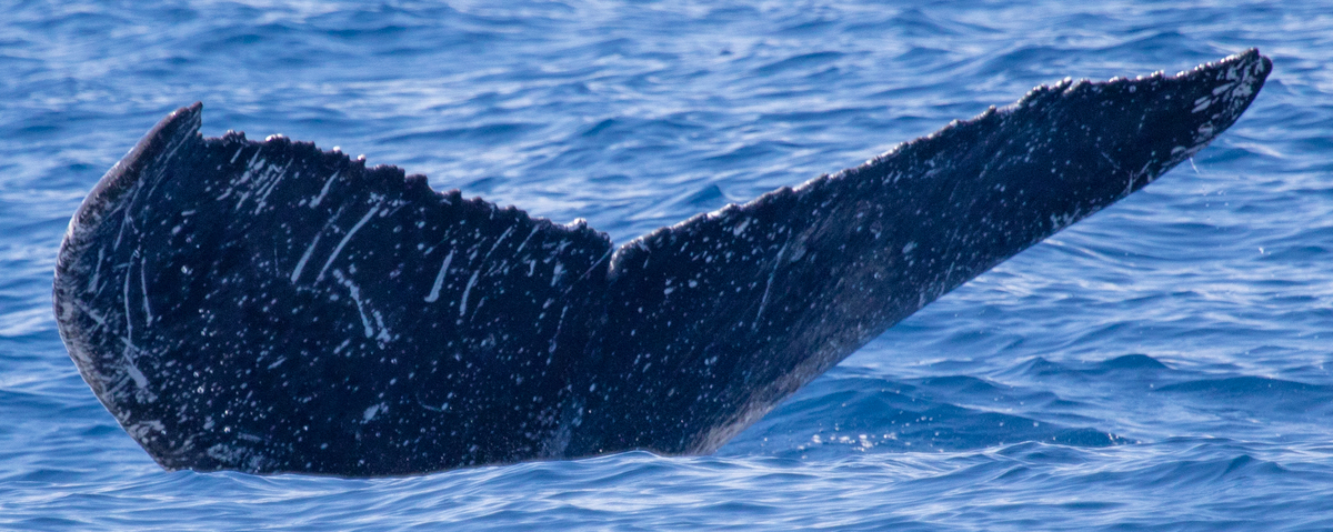 Fluke of HIHWNMS-2018-4-13_G02A02