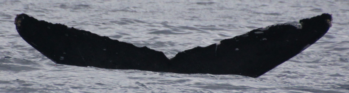 Fluke of Sling (BC)