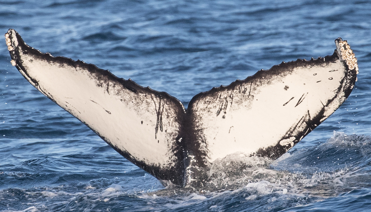 Fluke of Shadow (California)